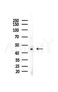 pan Actin Mouse Monoclonal Antibody - Western blot analysis of lysates from K562 cells(starvation 24h treatment), using pan Actin Mouse Monoclonal Antibody at 1/1000 dilution.