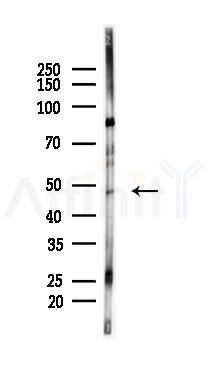 AurB Mouse Monoclonal Antibody - Western blot analysis of lysates from HUVEC cells(starvation 24h treatment), using AurB Mouse Monoclonal Antibody at 1/1000 dilution.