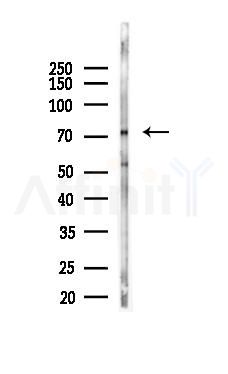 Grp75 Mouse Monoclonal Antibody - Western blot analysis of lysates from PC12 cells(starvation 24h treatment), using Grp75 Mouse Monoclonal Antibody at 1/1000 dilution.