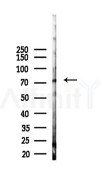 Grp75 Mouse Monoclonal Antibody - Western blot analysis of lysates from K562 cells(starvation 24h treatment), using Grp75 Mouse Monoclonal Antibody at 1/1000 dilution.