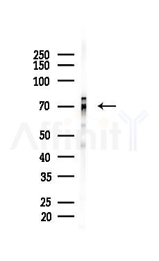 hnRNP Q Mouse Monoclonal Antibody - Western blot analysis of lysates from HUVEC cells(starvation 24h treatment), using hnRNP Q Mouse Monoclonal Antibody at 1/1000 dilution.