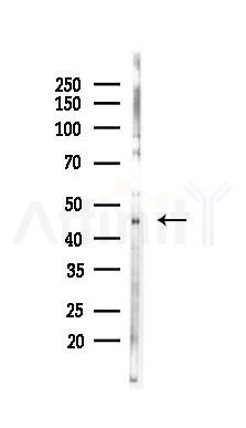 FRA2 Mouse Monoclonal Antibody - Western blot analysis of lysates from K562 cells(UV 30min treatment), using FRA2 Mouse Monoclonal Antibody at 1/1000 dilution.