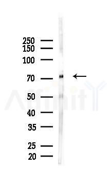 c-Myb Mouse Monoclonal Antibody - Western blot analysis of lysates from HUVEC cells(starvation 24h treatment), using c-Myb Mouse Monoclonal Antibody at 1/1000 dilution.
