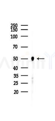 alpha Tubulin Mouse Monoclonal Antibody - Western blot analysis of lysates from Mouse heart, using alpha Tubulin Mouse Monoclonal Antibody at 1/1000 dilution.