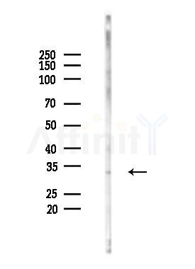 SGTA Mouse Monoclonal Antibody - Western blot analysis of lysates from Mouse kidney, using SGTA Mouse Monoclonal Antibody at 1/1000 dilution.