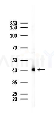 SDF4 Mouse Monoclonal Antibody - Western blot analysis of lysates from COLO205 cells(heat-shock 45min treatment), using SDF4 Mouse Monoclonal Antibody at 1/1000 dilution.