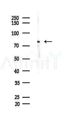 Prestin Mouse Monoclonal Antibody - Western blot analysis of lysates from Hela cells(heat-shock 45min treatment), using Prestin Mouse Monoclonal Antibody at 1/1000 dilution.