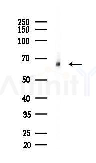 DYRK3 Mouse Monoclonal Antibody - Western blot analysis of lysates from 293 cells(UV 30min treatment), using DYRK3 Mouse Monoclonal Antibody at 1/1000 dilution.