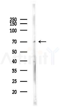 LAG3/CD223 Mouse Monoclonal Antibody - Western blot analysis of lysates from Rat testis, using LAG3/CD223 Mouse Monoclonal Antibody at 1/1000 dilution.