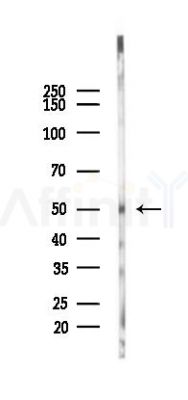 SLC46A3 Mouse Monoclonal Antibody - Western blot analysis of lysates from 293 cells(UV 30min treatment), using SLC46A3 Mouse Monoclonal Antibody at 1/1000 dilution.