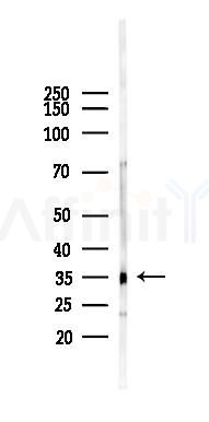 TMBIM6 Mouse Monoclonal Antibody - Western blot analysis of lysates from Mouse heart, using TMBIM6 Mouse Monoclonal Antibody at 1/1000 dilution.