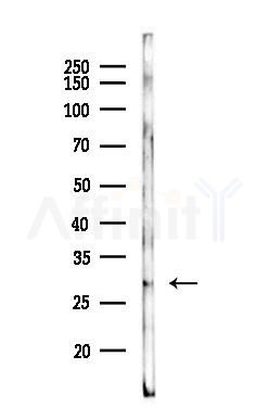 FGF13 Mouse Monoclonal Antibody - Western blot analysis of lysates from Mouse heart, using FGF13 Mouse Monoclonal Antibody at 1/1000 dilution.