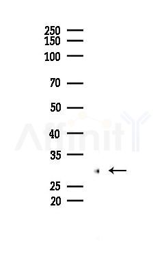 OR2F2 Mouse Monoclonal Antibody - Western blot analysis of lysates from Mouse testis, using OR2F2 Mouse Monoclonal Antibody at 1/1000 dilution.