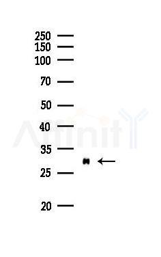 OR2F2 Mouse Monoclonal Antibody - Western blot analysis of lysates from Mouse brain, using OR2F2 Mouse Monoclonal Antibody at 1/1000 dilution.
