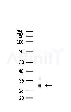 OR2F2 Mouse Monoclonal Antibody - Western blot analysis of lysates from Mouse lung, using OR2F2 Mouse Monoclonal Antibody at 1/1000 dilution.