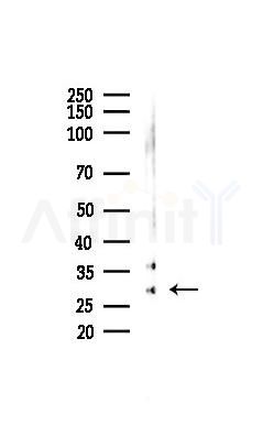 OR2F2 Mouse Monoclonal Antibody - Western blot analysis of lysates from Rat testis, using OR2F2 Mouse Monoclonal Antibody at 1/1000 dilution.