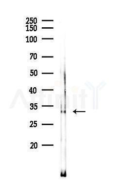 OR2F2 Mouse Monoclonal Antibody - Western blot analysis of lysates from K562 cells(heat-shock 45min treatment), using OR2F2 Mouse Monoclonal Antibody at 1/1000 dilution.