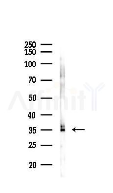 OR2F2 Mouse Monoclonal Antibody - Western blot analysis of lysates from HepG2 cells(UV 30min treatment), using OR2F2 Mouse Monoclonal Antibody at 1/1000 dilution.