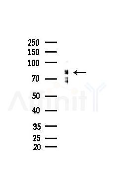 NKRF Mouse Monoclonal Antibody - Western blot analysis of lysates from Mouse brain, using NKRF Mouse Monoclonal Antibody at 1/1000 dilution.