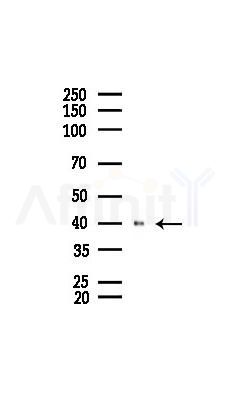 MBNL1 Mouse Monoclonal Antibody - Western blot analysis of lysates from K562 cells(heat-shock 45min treatment), using MBNL1 Mouse Monoclonal Antibody at 1/1000 dilution.