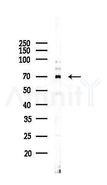 HSPA2 Mouse Monoclonal Antibody - Western blot analysis of lysates from K562 cells(heat-shock 45min treatment), using HSPA2 Mouse Monoclonal Antibody at 1/1000 dilution.