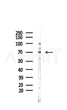 HSPA2 Mouse Monoclonal Antibody - Western blot analysis of lysates from HepG2 cells(UV 30min treatment), using HSPA2 Mouse Monoclonal Antibody at 1/1000 dilution.