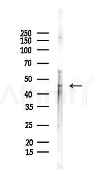 MANS1 Mouse Monoclonal Antibody - Western blot analysis of lysates from K562 cells(heat-shock 45min treatment), using MANS1 Mouse Monoclonal Antibody at 1/1000 dilution.
