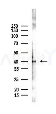 EF-Tu Mouse Monoclonal Antibody - Western blot analysis of lysates from A2780 cells(LPS 4h treatment), using EF-Tu Mouse Monoclonal Antibody at 1/1000 dilution.