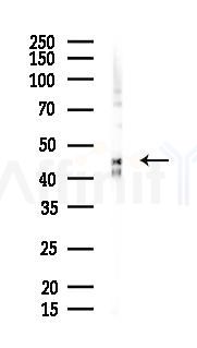EF-Tu Mouse Monoclonal Antibody - Western blot analysis of lysates from HepG2 cells(UV 30min treatment), using EF-Tu Mouse Monoclonal Antibody at 1/1000 dilution.