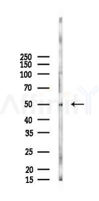 EF-Tu Mouse Monoclonal Antibody - Western blot analysis of lysates from Rat testis, using EF-Tu Mouse Monoclonal Antibody at 1/1000 dilution.