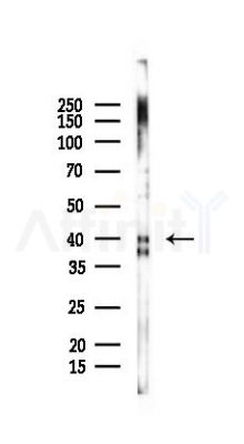 EF-Tu Mouse Monoclonal Antibody - Western blot analysis of lysates from HUVEC cells(starvation 24h treatment), using EF-Tu Mouse Monoclonal Antibody at 1/1000 dilution.