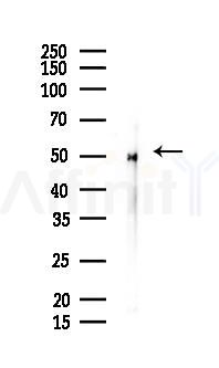 RBBP7 Mouse Monoclonal Antibody - Western blot analysis of lysates from HepG2 cells(UV 30min treatment), using RBBP7 Mouse Monoclonal Antibody at 1/1000 dilution.