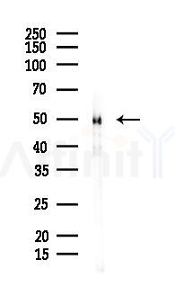 RBBP7 Mouse Monoclonal Antibody - Western blot analysis of lysates from COLO205 cells(UV 30min treatment), using RBBP7 Mouse Monoclonal Antibody at 1/1000 dilution.