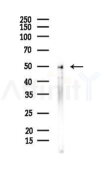RBBP7 Mouse Monoclonal Antibody - Western blot analysis of lysates from K562 cells(heat-shock 45min treatment), using RBBP7 Mouse Monoclonal Antibody at 1/1000 dilution.