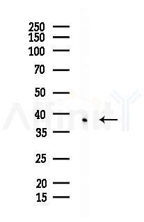 FGFP1 Mouse Monoclonal Antibody - Western blot analysis of lysates from Mouse testis, using FGFP1 Mouse Monoclonal Antibody at 1/1000 dilution.