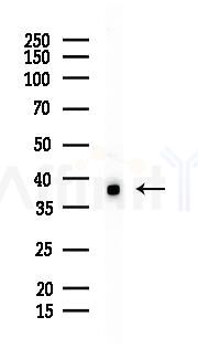 FGFP1 Mouse Monoclonal Antibody - Western blot analysis of lysates from Hela cells(starvation 24h treatment), using FGFP1 Mouse Monoclonal Antibody at 1/1000 dilution.