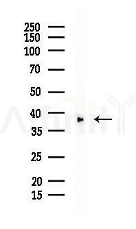 FGFP1 Mouse Monoclonal Antibody - Western blot analysis of lysates from A2780 cells(LPS 4h treatment), using FGFP1 Mouse Monoclonal Antibody at 1/1000 dilution.