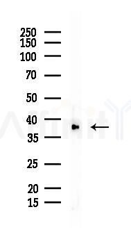 FGFP1 Mouse Monoclonal Antibody - Western blot analysis of lysates from HepG2 cells(UV 30min treatment), using FGFP1 Mouse Monoclonal Antibody at 1/1000 dilution.