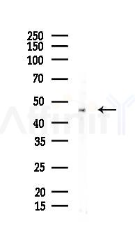 SERPINA11 Mouse Monoclonal Antibody - Western blot analysis of lysates from Mouse brain, using SERPINA11 Mouse Monoclonal Antibody at 1/1000 dilution.