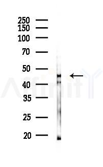 SERPINA11 Mouse Monoclonal Antibody - Western blot analysis of lysates from HUVEC cells(starvation 24h treatment), using SERPINA11 Mouse Monoclonal Antibody at 1/1000 dilution.