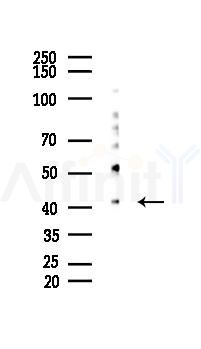 ALDH3B2 Mouse Monoclonal Antibody - Western blot analysis of lysates from Hela cells(starvation 24h treatment), using ALDH3B2 Mouse Monoclonal Antibody at 1/1000 dilution.