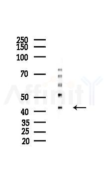 ALDH3B2 Mouse Monoclonal Antibody - Western blot analysis of lysates from K562 cells(heat-shock 45min treatment), using ALDH3B2 Mouse Monoclonal Antibody at 1/1000 dilution.