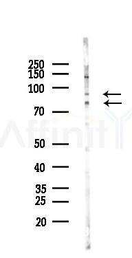 CEP63 Mouse Monoclonal Antibody - Western blot analysis of lysates from PC12 cells(LPS 4h treatment), using CEP63 Mouse Monoclonal Antibody at 1/1000 dilution.