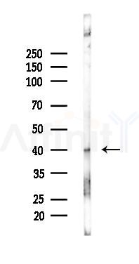 SP6 Mouse Monoclonal Antibody - Western blot analysis of lysates from Mouse liver, using SP6 Mouse Monoclonal Antibody at 1/1000 dilution.