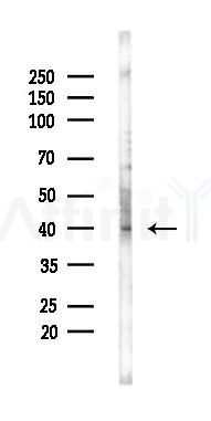 SP6 Mouse Monoclonal Antibody - Western blot analysis of lysates from COLO205 cells(UV 30min treatment), using SP6 Mouse Monoclonal Antibody at 1/1000 dilution.