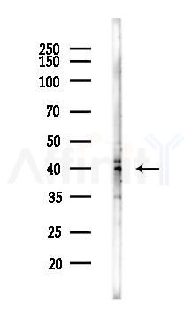SP6 Mouse Monoclonal Antibody - Western blot analysis of lysates from HepG2 cells(UV 30min treatment), using SP6 Mouse Monoclonal Antibody at 1/1000 dilution.