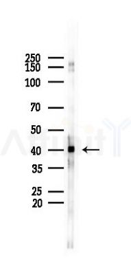 Phospho-p38 MAPK (Tyr182) Mouse Monoclonal Antibody - Western blot analysis of lysates from Hela cells(starvation 24h treatment), using Phospho-p38 MAPK (Tyr182) Mouse Monoclonal Antibody at 1/1000 dilution.