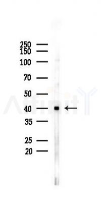 Phospho-p38 MAPK (Tyr182) Mouse Monoclonal Antibody - Western blot analysis of lysates from K562 cells(heat-shock 45min treatment), using Phospho-p38 MAPK (Tyr182) Mouse Monoclonal Antibody at 1/1000 dilution.
