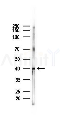 Phospho-p38 MAPK (Tyr182) Mouse Monoclonal Antibody - Western blot analysis of lysates from HUVEC cells(starvation 24h treatment), using Phospho-p38 MAPK (Tyr182) Mouse Monoclonal Antibody at 1/1000 dilution.