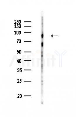 TRIAD3 Mouse Monoclonal Antibody - Western blot analysis of lysates from Mouse testis, using TRIAD3 Mouse Monoclonal Antibody at 1/1000 dilution.